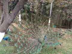 -昆明动物园