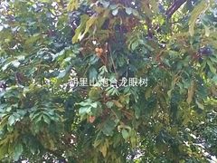 -胡里山炮台