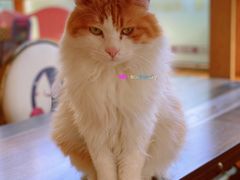 -猫的茶·猫咖