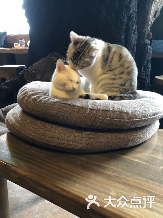 不思议的猫花园猫咪咖啡名猫馆(徐家汇店)图片 - 第1张