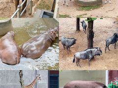 -西霞口神雕山野生动物世界