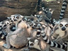 -秦皇岛野生动物园
