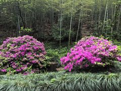 -杭州半山国家森林公园