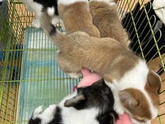 -Let's go狗咖·猫咖·奶狗·桌游(春熙路IFS店)