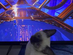 -宠爱国际动物医院·消化内科·心肾内科·ISFM猫友好(望京店)