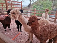 -桑干河大峡谷旅游区