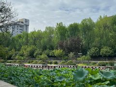 -莲湖公园