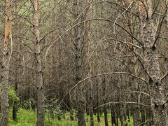 -塞罕坝国家级自然保护区