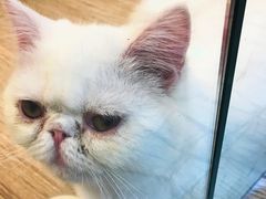 -momokira米努特·德文卷毛猫·棉花面纱犬