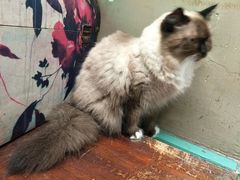 -猫咪博物馆(顶澳仔猫街店)