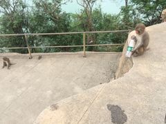 -广州市流溪河国家森林公园