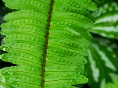 -华南国家植物园-售票处