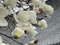 -护国法轮寺