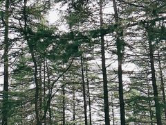 -驼梁风景区