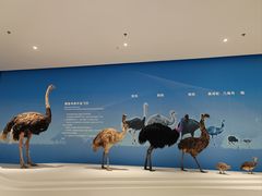 -盐城丹顶鹤湿地生态旅游区