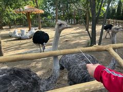 -大连森林动物园