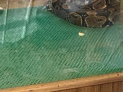 -上海大自然野生昆虫馆(东方明珠·爬宠昆虫探索中心)