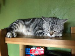 -猫猫幼稚园·撸猫·桌游·电玩