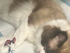 -艾吉宠物医院·疑难杂症转诊中心·猫友好(碧江路院)
