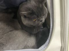 -中农国际动物医院24小时·猫科·骨科·急重症中心