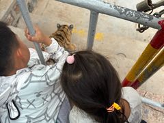 -西霞口神雕山野生动物世界