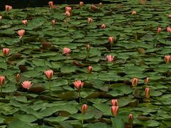 -白鹭湾湿地公园