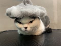 -PETKIT小佩宠物·低压洗护(国顺东路店)