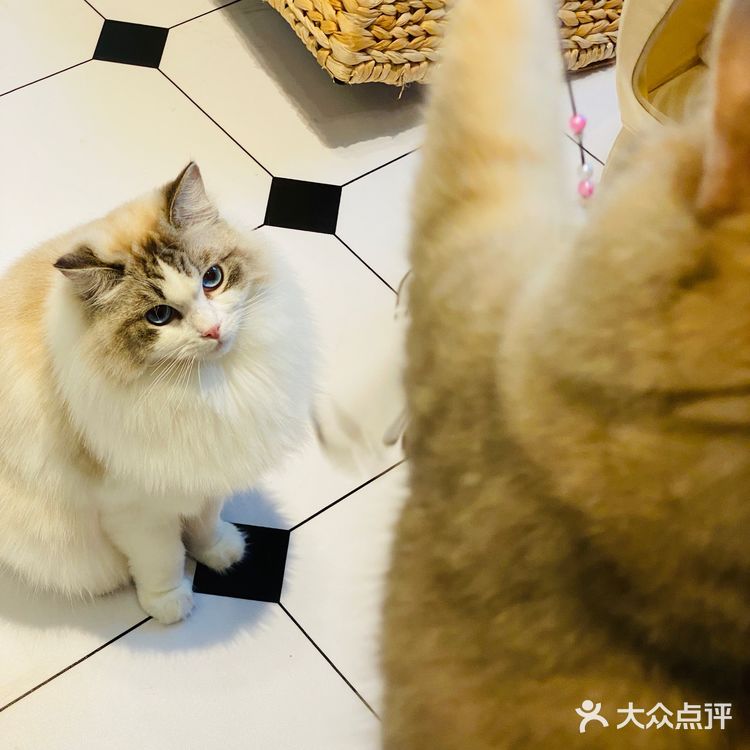 上海撸猫|这家猫咖也太解压了