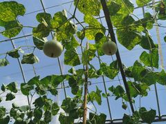 -马陆小张葡萄园农家乐