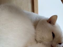 -泰国佛·塔罗·泰牌狐仙古曼