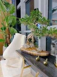 -北京米扬丽格医疗美容·联合丽格鼻整形中心