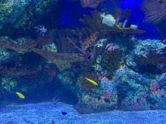 -上海海洋水族馆