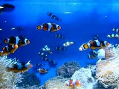 -北戴河圣蓝海洋公园