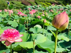 -广州莲花山旅游区