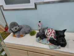 -宠福鑫康馨动物医院·骨科·眼科