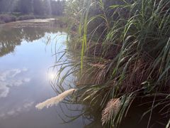 -白鹭湾湿地公园