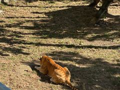 -西霞口神雕山野生动物世界