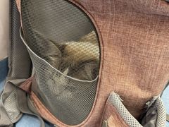 -博特宠物医院24h犬猫全科.骨科·异宠