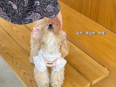 -翊宠yipet猫狗购宠庄园