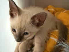 -贝康宠物医院·犬猫全科·小动物特色诊疗中心(东环路店)