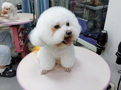 -贵族宠物·宠物美容(三阳路店)