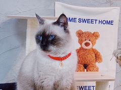 -Heymao猫咖.咖啡厅(东门店)