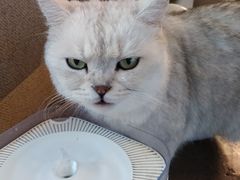 -喵屿·大理花园猫咖