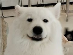 -共舞时光猫咖·狗咖(新街口店)