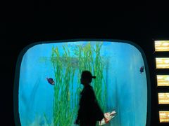 -江和美海洋公园