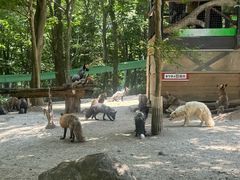 -宫城藏王狐狸村