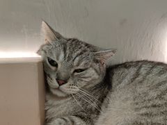 -猫儿山۰猫主题餐厅