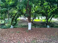 android_upload_pic-张坝桂圆林公园