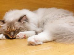 -滚猫咖啡·猫咖·猫友好撸猫(未来城店)