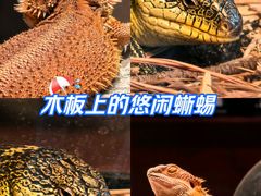 -帕帕拉兹宠物(亚洲旗舰店)